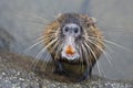 Coypu