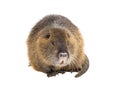 Coypu Myocastor coypus