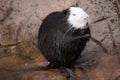 Coypu Myocastor coypus Royalty Free Stock Photo