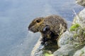 Coypu (myocastor coypus ) also kwnow Nutria