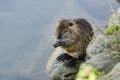 Coypu (myocastor coypus ) also kwnow Nutria