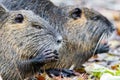 Coypu Myocastor coypus