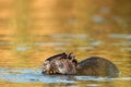 Coypu Myocastor coypus floating in the water