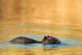 Coypu Myocastor coypus floating in the water Royalty Free Stock Photo