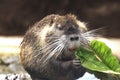 Coypu or Nutria eating - South American Rodent Royalty Free Stock Photo