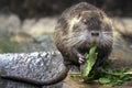 Coypu or Nutria eating - South American Rodent Royalty Free Stock Photo