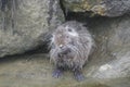 Coypu - Myocastor coypus