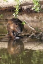 Coypu (Myocastor coypus)