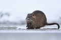 Coypu in the nature habitat. Royalty Free Stock Photo