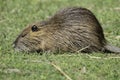 Coypu or Nutria Royalty Free Stock Photo