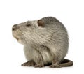 Coypu or Nutria Royalty Free Stock Photo