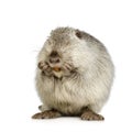 Coypu or Nutria Royalty Free Stock Photo