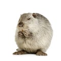 Coypu or Nutria