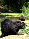 Coypu (Nutria) Royalty Free Stock Photo