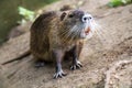 Coypu/Nutria Royalty Free Stock Photo