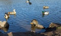 Coypu (nutria), ducks and egyptian geese