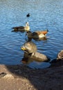 Coypu (nutria), ducks and egyptian geese Royalty Free Stock Photo