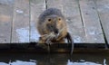 Coypu nutria near river Vltava