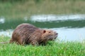 Coypu. Nutria on the riverside. Nutria on green