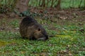 Coypu or Nutria rodent in the wild