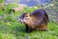 Coypu - Nutria - Southamerican Beaver Royalty Free Stock Photo