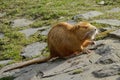 Coypu (Nutrie) on the Bank of Vltava River, Prague, Czech Republic, Europe Royalty Free Stock Photo