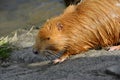 Coypu (Nutrie) on the Bank of Vltava River, Prague, Czech Republic, Europe Royalty Free Stock Photo