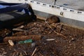 Coypu released into the wild is kept near large cities where people feed them leftovers from the kitchen. strengthening the banks