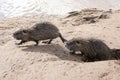 Coypu, river rat, nutria furry animal Royalty Free Stock Photo