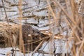 Coypu or river rat or nutria, Myocastor coypus Royalty Free Stock Photo