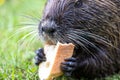 Portrait of wild coypu, side view Royalty Free Stock Photo