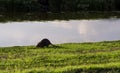 Coypu by the river side Royalty Free Stock Photo