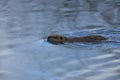 A coypu in swimng in the river Royalty Free Stock Photo