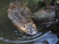 Coypu young swimming