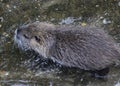 Coypu young swimming