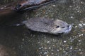 Coypu young swimming