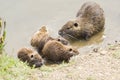 Coypus family Royalty Free Stock Photo