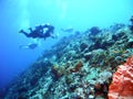 Cozumel drift dive