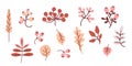 Cozy autumn. Colored set of decorative autumn drawings. Harvest - Various leaves, twigs and berries. Use for fall design Royalty Free Stock Photo