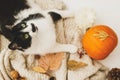 Cozy autumn. Cute cat relaxing on warm knitted sweater with pumpkin, autumn leaves, cone and acorns. Rustic image, top view. Hello Royalty Free Stock Photo