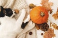 Cozy autumn. Cute cat relaxing on warm knitted sweater with pumpkin, autumn leaves, cone and acorns. Rustic image, top view. Hello Royalty Free Stock Photo