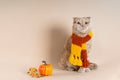 Cozy autumn greeting card with cute cat. Funny cat wearing glasses, knitted scarf, autumn leaves, pumpkin on beige background.