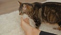 In a cozy bedroom, a kitten curiously sniffs an adult woman\'s feet while standing on a bed, showcasing a heartwarming indoor