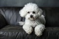 Cozy Canine Comfort: Bichon Frise on a Leather Couch Royalty Free Stock Photo