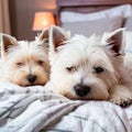 Cozy Canine Nap: Lazy Westie Dogs Resting in Pet-Friendly Accommodation Royalty Free Stock Photo