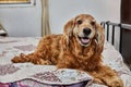 Cozy Canine Retreat, English Cocker Spaniel on the Bed Royalty Free Stock Photo