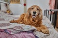 Cozy Canine Retreat, English Cocker Spaniel on the Bed Royalty Free Stock Photo