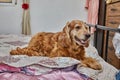 Cozy Canine Retreat, English Cocker Spaniel on the Bed Royalty Free Stock Photo