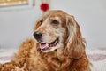 Cozy Canine Retreat, English Cocker Spaniel on the Bed Royalty Free Stock Photo