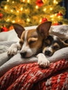 Cozy Canines: A Heartwarming Scene of Two Dogs Sleeping Under a